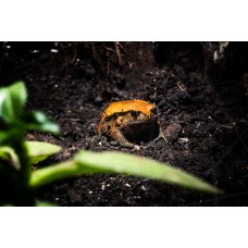 Sapo tomate - Dyscophus Guineti (Medianos)